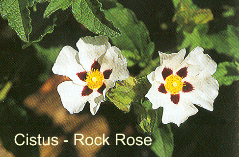 Cistus - Rock Rose - Coastal Gardens