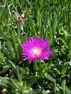 Picture of Hottentot Fig