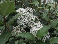olearia macrodonta